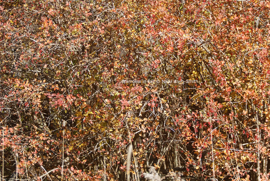 Brambles in Fall