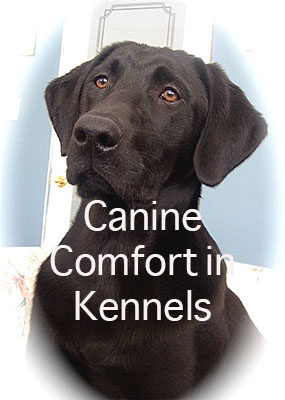 Canine Comfort in Kennels