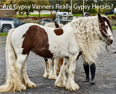 Are Gypsy Vanners Really Gypsy Horses?