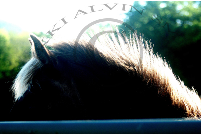 Sunlit Mane